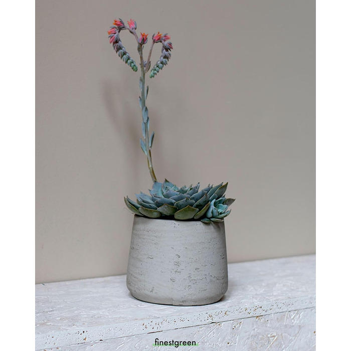 Вазон Patt Pflanzgefäß Grau L: сірий вазон з бетону для дому та саду, морозостійкий, UV-стійкий, Ø20 см, 16x16.5 см