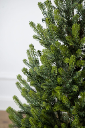 Ялинка лита 'Віденська' в горщику ВЕСНЯНА 1,10м