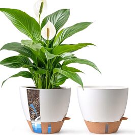 розмір: 30 см