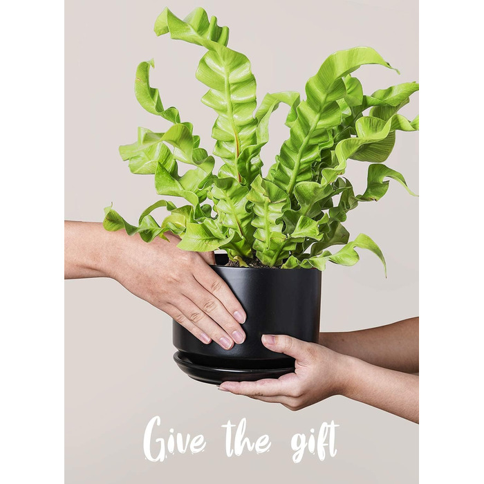 Набір горщиків для квітів LE TAUCI 3шт, кераміка, 11/13/17 см, з підставками та дренажними отворами, реактивна глазур, бежевий (чорний)