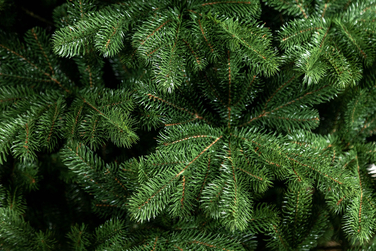 Ялинка лита 'Версальська' Зелена 2,50м