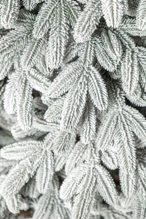 Ялинка лита 'Лапландська' ЗАСНІЖЕНА ПАРАСОЛЬКА 1,50м