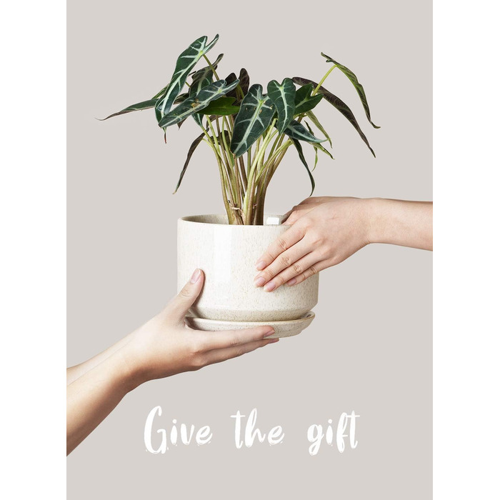 3 шт. керамічні горщики для квітів LE TAUCI, діаметр 11+13+17 см, з підставкою та дренажним отвором, для кімнатних рослин, бежевий, реактивна глазур