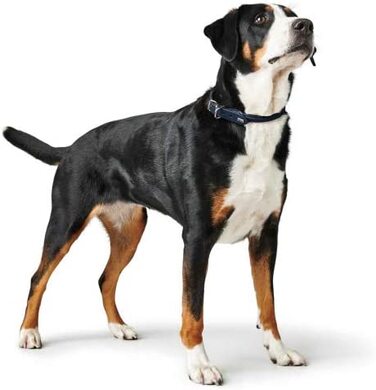 Нашийник для собак HUNTER Round & Soft, Шкіряний, наппа, з круглим шиттям, м'який, (45 (S-M), темно-синій)
