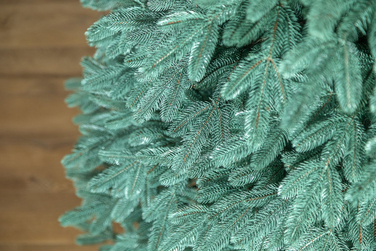 Ялинка лита 'Лапландська' ПАРАСОЛЬКА БЛАКИТНА 1,50м