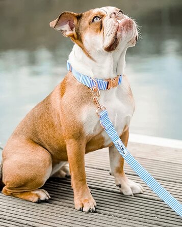 Нашийник і повідець FREUDENTIER для собак виготовлені з високоякісного полотна в комплекті, 2 м поводок для собак регулюється в 3 рази, простий у догляді і захищений від зими (41-63 см, світло-блакитний / білий)
