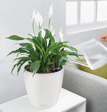 Кашпо Lechuza Classico Premium 21 LS, Комплект, Білий, 22x22x20 см, Високий Глянцевий, Одиничний