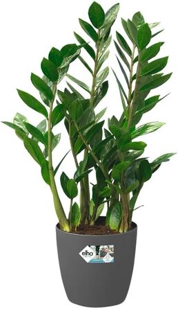 Горщик для квітів Elho Brussels Rund Rollen 35 - Чорний/Антрацит, 35 см, з роликами, з переробленого пластику