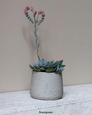 Вазон Patt Pflanzgefäß Grau L: сірий вазон з бетону для дому та саду, морозостійкий, UV-стійкий, Ø20 см, 16x16.5 см