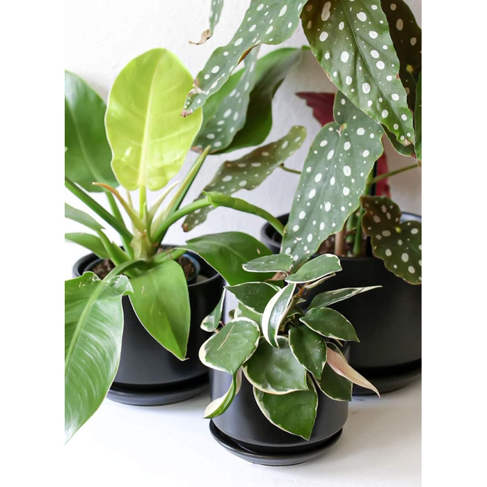 Набір горщиків для квітів LE TAUCI 3шт, кераміка, 11/13/17 см, з підставками та дренажними отворами, реактивна глазур, бежевий (чорний)