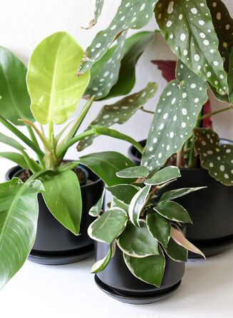 Набір горщиків для квітів LE TAUCI 3шт, кераміка, 11/13/17 см, з підставками та дренажними отворами, реактивна глазур, бежевий (чорний)