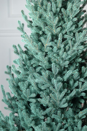 Ялинка лита 'Віденська' Блакитна 3,00м