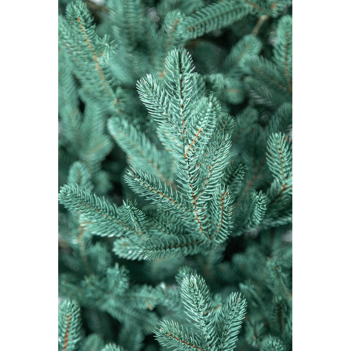 Ялинка лита 'Віденська' Блакитна 3,00м