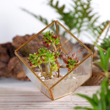 Скляне терассіум ElegantLife Geometris для сукулентів та повітряних рослин (кубічна форма, золото, чорний)