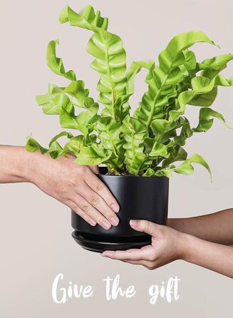 Набір горщиків для квітів LE TAUCI 3шт, кераміка, 11/13/17 см, з підставками та дренажними отворами, реактивна глазур, бежевий (чорний)