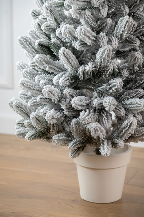 Ялинка лита 'Лапландська' в горщику ЗАСНІЖЕНА 0,70м