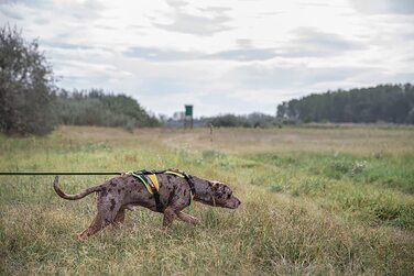 Юліус-К9, 19MTR-FOR-M-AMZ, шлейка для собак, розмір М, УФ-помаранчева з неоновою окантовкою, м УФ-помаранчева з неоновою окантовкою