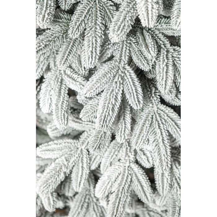 Ялинка лита 'Лапландська' ЗАСНІЖЕНА ПАРАСОЛЬКА 1,50м