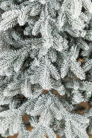 Ялинка лита 'Альпійська' ЗАСНІЖЕНА 2,50м