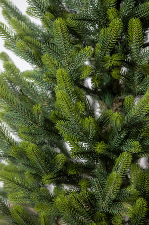 Ялинка лита 'Віденська' в горщику ВЕСНЯНА 1,10м