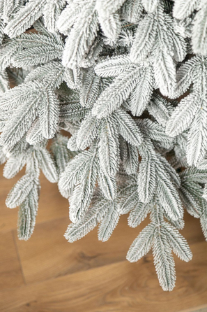 Ялинка лита 'Лапландська' ЗАСНІЖЕНА ПАРАСОЛЬКА 1,50м