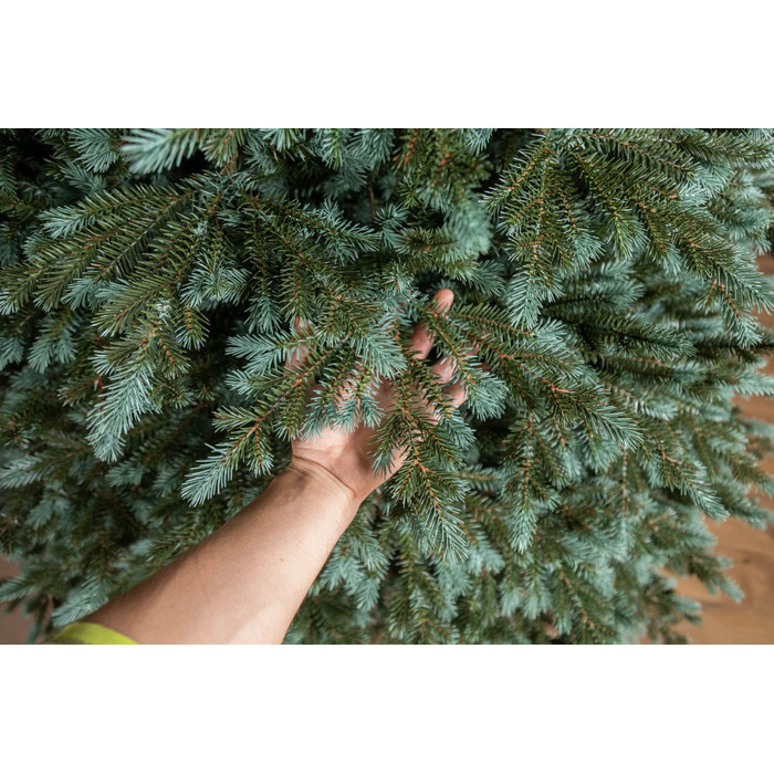 Ялинка лита 'Аляска' ПАРАСОЛЬКА ЗЕЛЕНА 2,10м