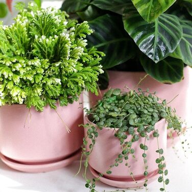 Набір горщиків для квітів LE TAUCI (3 шт.) з кераміки, діаметр 11, 13, 17 см, з підставками та дренажними отворами, реактивна глазур, бежево-рожевий