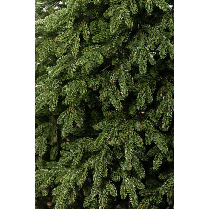 Ялинка лита 'Лапландська' ПАРАСОЛЬКА ЗЕЛЕНА 3,00м