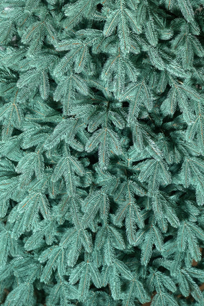 Ялинка лита 'Лапландська' ПАРАСОЛЬКА БЛАКИТНА 2,30м