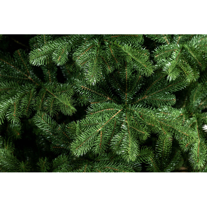 Ялинка лита 'Версальська' Зелена 2,50м