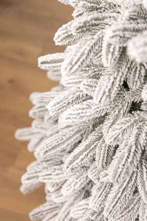 Ялинка лита 'Лапландська' ЗАСНІЖЕНА ПАРАСОЛЬКА 1,50м