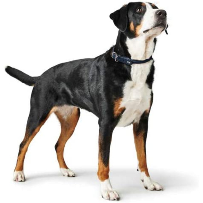 Нашийник для собак HUNTER Round & Soft, Шкіряний, наппа, з круглим шиттям, м'який, (45 (S-M), темно-синій)