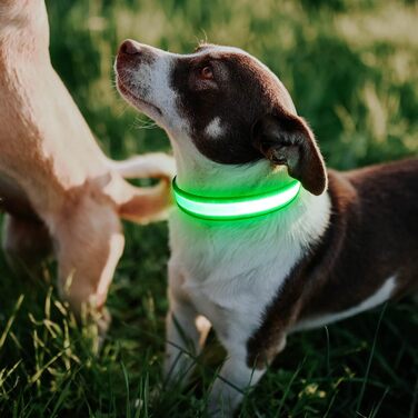 Світлодіодний нашийник для собак, iTayga USB, водонепроникний, 3 режими, зелений, L (39-59 см)
