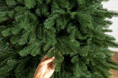 Ялинка лита 'Версальська' Зелена 1,80м