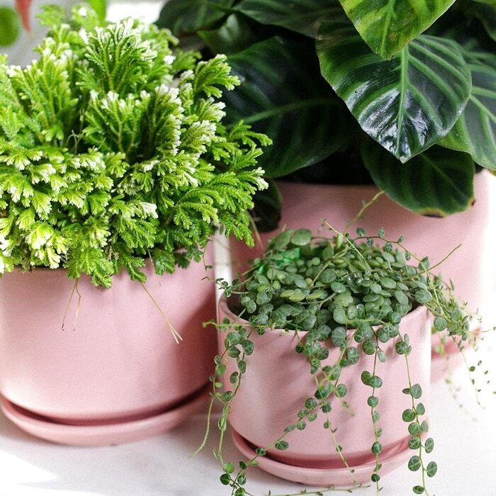 Набір горщиків для квітів LE TAUCI (3 шт.) з кераміки, діаметр 11, 13, 17 см, з підставками та дренажними отворами, реактивна глазур, бежево-рожевий