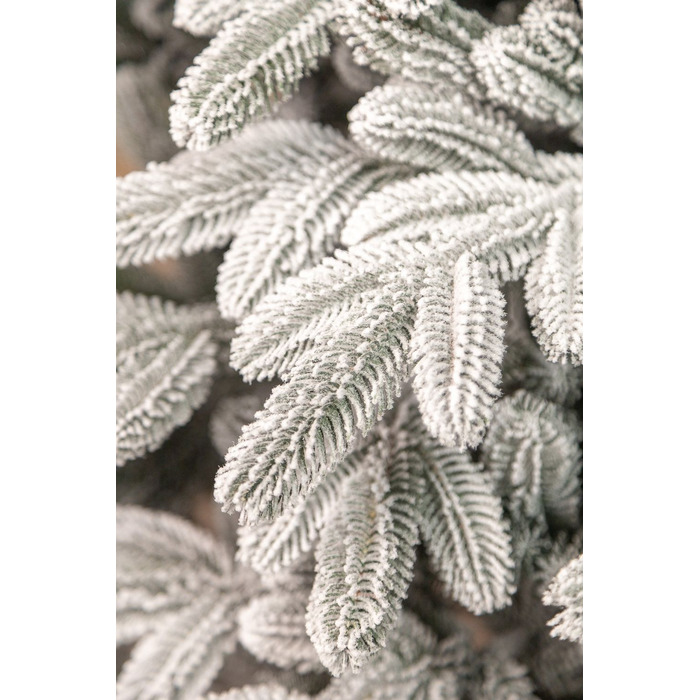 Ялинка лита 'Лапландська' ЗАСНІЖЕНА ПАРАСОЛЬКА 1,50м