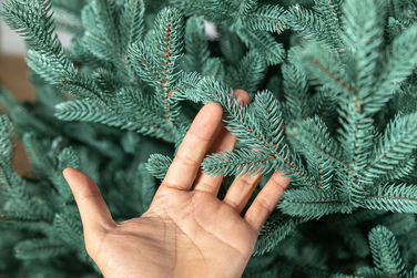 Ялинка лита 'Віденська' Блакитна 3,00м