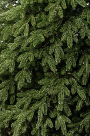 Ялинка лита 'Лапландська' ПАРАСОЛЬКА ЗЕЛЕНА 3,00м