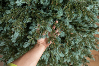 Ялинка лита 'Аляска' ПАРАСОЛЬКА ЗЕЛЕНА 2,10м