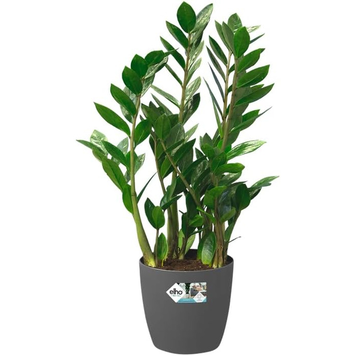 Горщик для квітів Elho Brussels Rund Rollen 35 - Чорний/Антрацит, 35 см, з роликами, з переробленого пластику