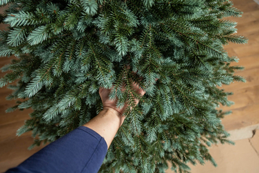 Ялинка лита 'Аляска' ПАРАСОЛЬКА ЗЕЛЕНА 1,50м