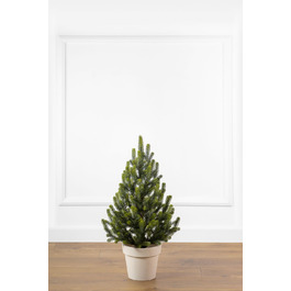 Ялинка лита 'Віденська' в горщику ВЕСНЯНА 0,70м