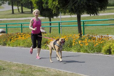 Багатофункціональний біговій ремінь Dingo повідець для собак з двома карабінами Повідець з амортизатором Canicross для бігу з собакою Dogtrekking, Skijring Z30005 (рожевий, Повідець з 2 карабінами)