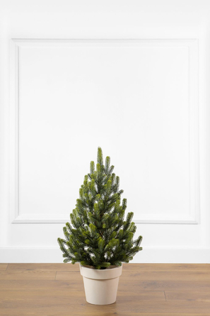 Ялинка лита 'Віденська' в горщику ВЕСНЯНА 0,70м