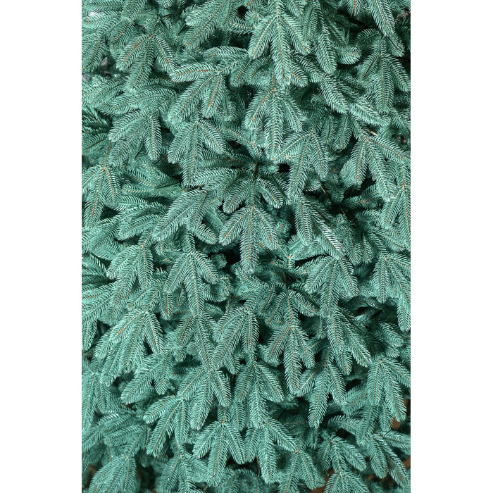 Ялинка лита 'Лапландська' ПАРАСОЛЬКА БЛАКИТНА 3,00м