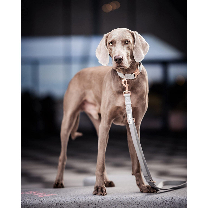 Нашийник Freudentier для собак і повідець, Регульований в 3 рази (2 м), з веганської шкіри в стильному наборі, стильна подарункова коробка, зимостійкий і простий у догляді, оригінальна (37-58 см) окружність шиї 37-58 см