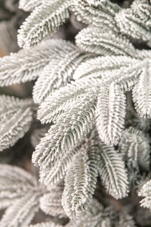 Ялинка лита 'Лапландська' ЗАСНІЖЕНА ПАРАСОЛЬКА 1,50м