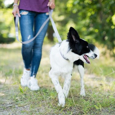 Повідець для собак Beddog Емма, регульований на 3 довжини, подвійний повідець, повідець для вигулу, повідець для вигулу, поводок для собак середнього і великого розміру, загальна довжина 2 м- (2 м/25 мм, сірий)