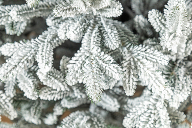 Ялинка лита 'Альпійська' ЗАСНІЖЕНА 2,50м