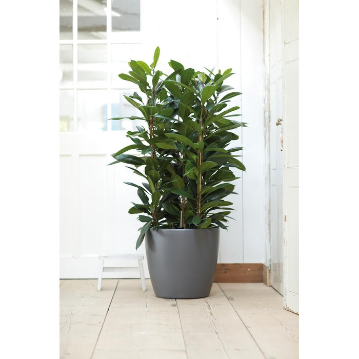 Горщик для квітів Elho Brussels Rund Rollen 35 - Чорний/Антрацит, 35 см, з роликами, з переробленого пластику